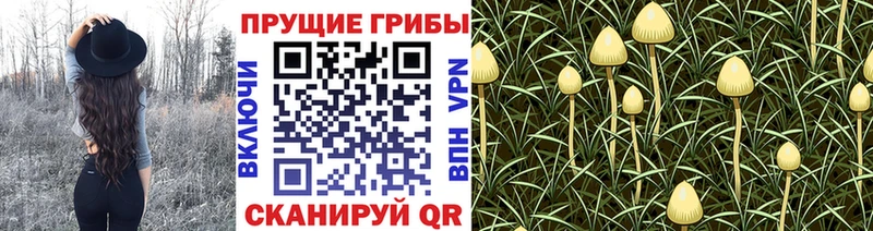 Галлюциногенные грибы Magic Shrooms  МЕГА онион  Новочеркасск 